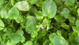 Downy mildew in pansy and viola